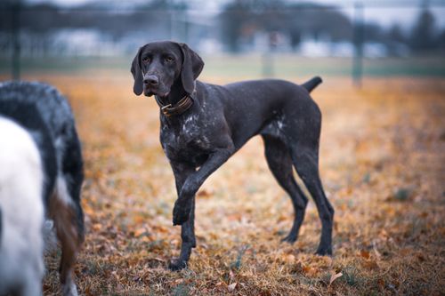 Free German Shorthaired Pointer standing in an autumn park, showcasing its sleek coat. Stock Photo