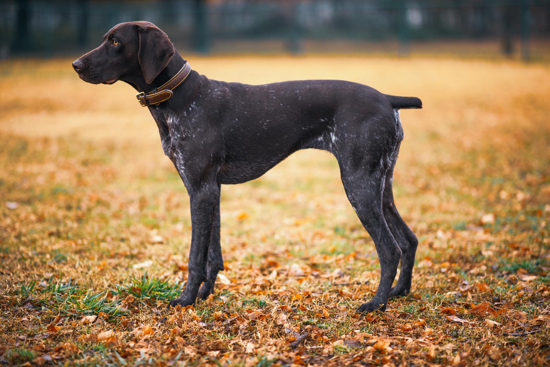 A German Shorthaired Pointer on the Field