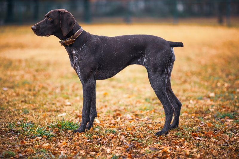 A German Shorthaired Pointer