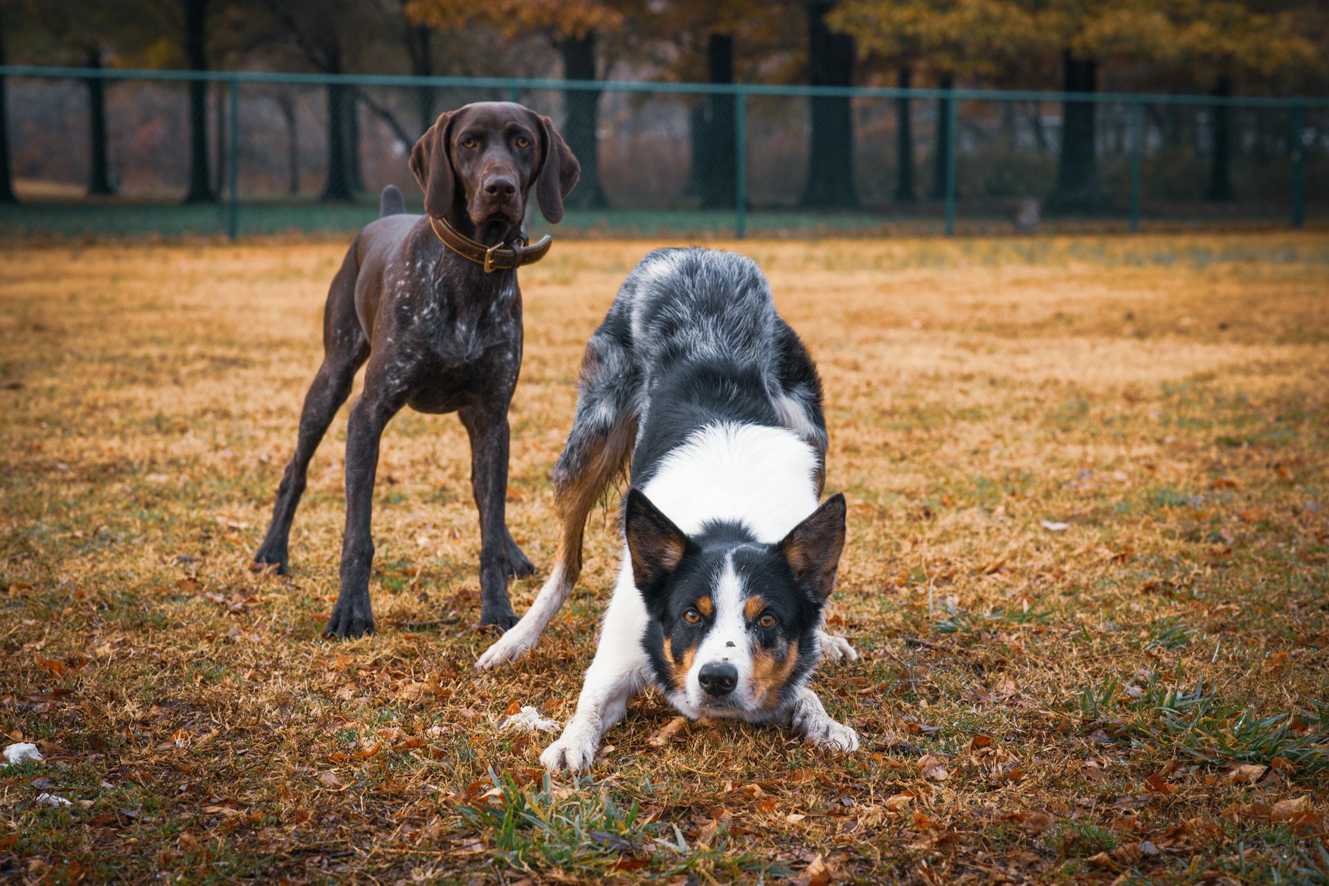 Two Dogs on the Field