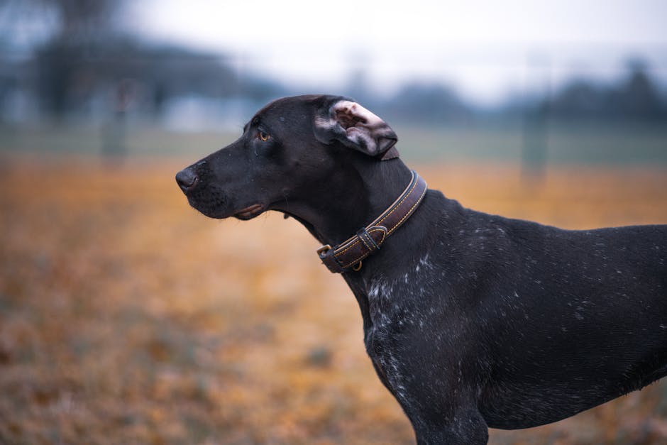 Profile view of a German Shorthaired Pointer dog with blurred background in an outdoor setting.