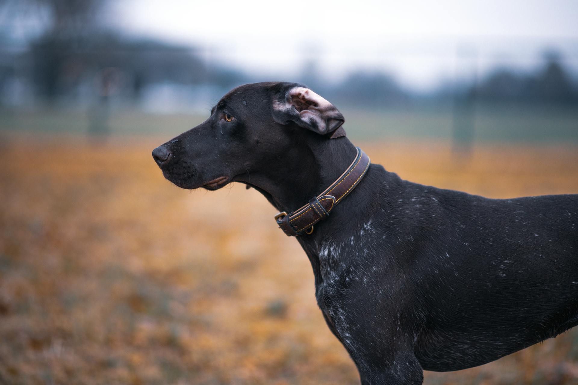 Close-Up Shot of a German Shorthaired Pointer