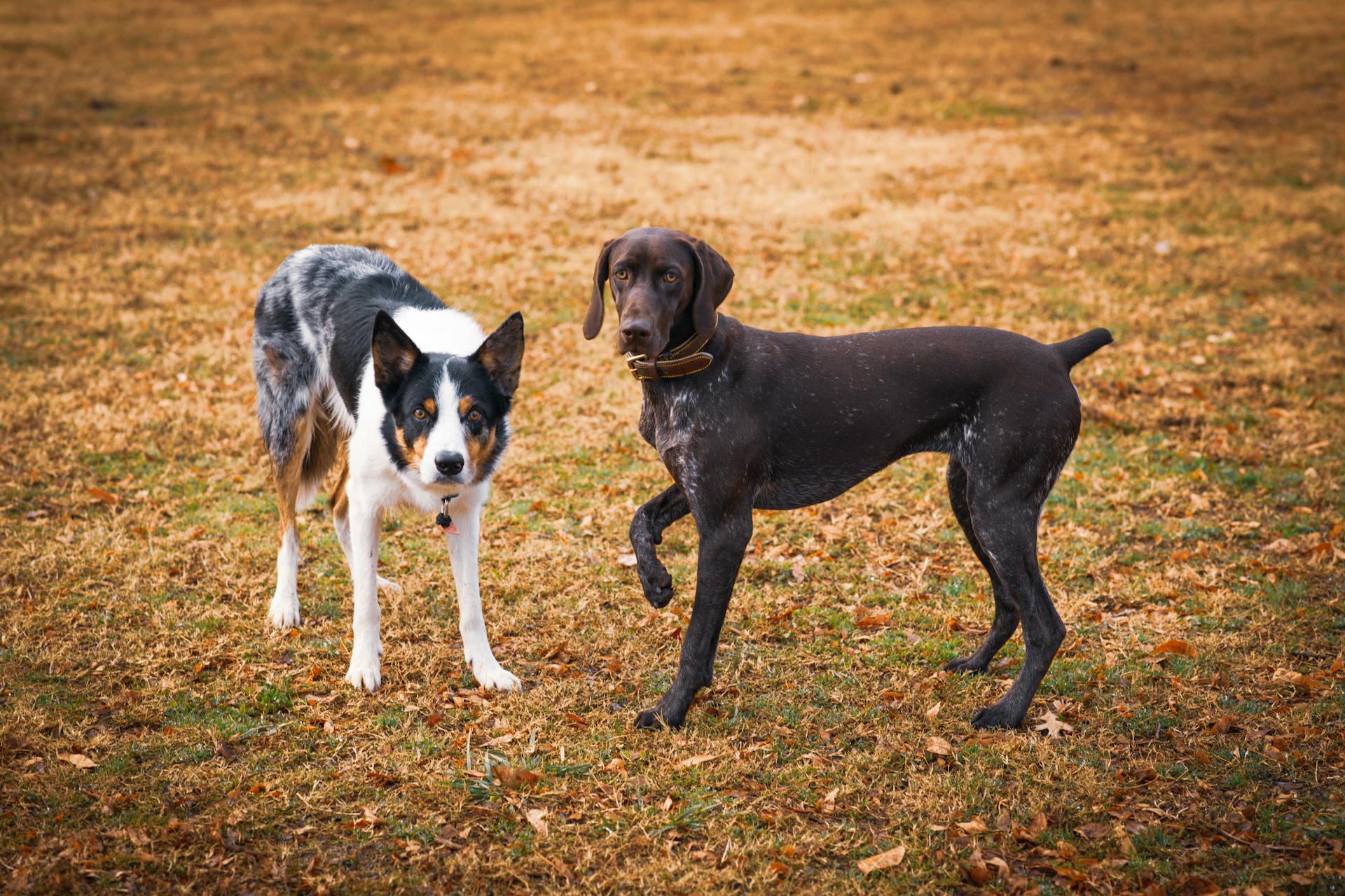 Photo of Dogs on Grass