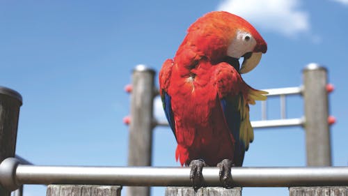 Red Parrot on Bar on Sunny Cloudless Day