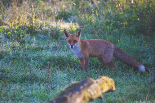 白天在綠色草地上的褐狐
