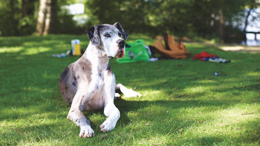 Great Dane dog lying on grass in a sunny park with backpacks in the background.