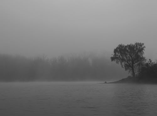 Grayscale Photo of Trees near the Lake