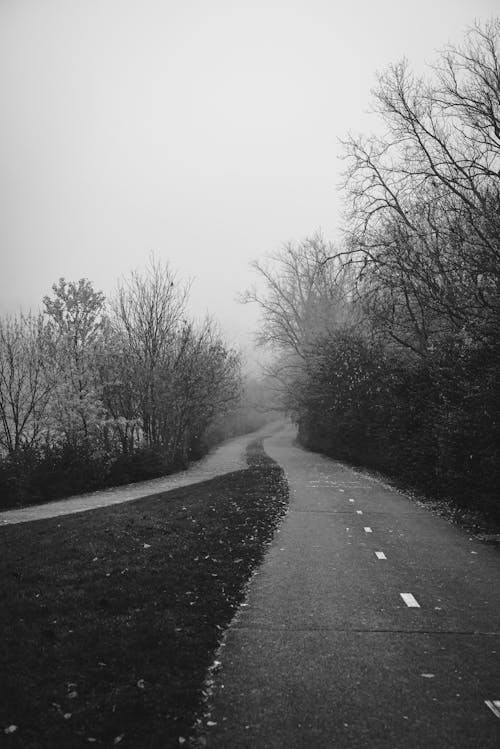 Grayscale Photo of Road between Trees