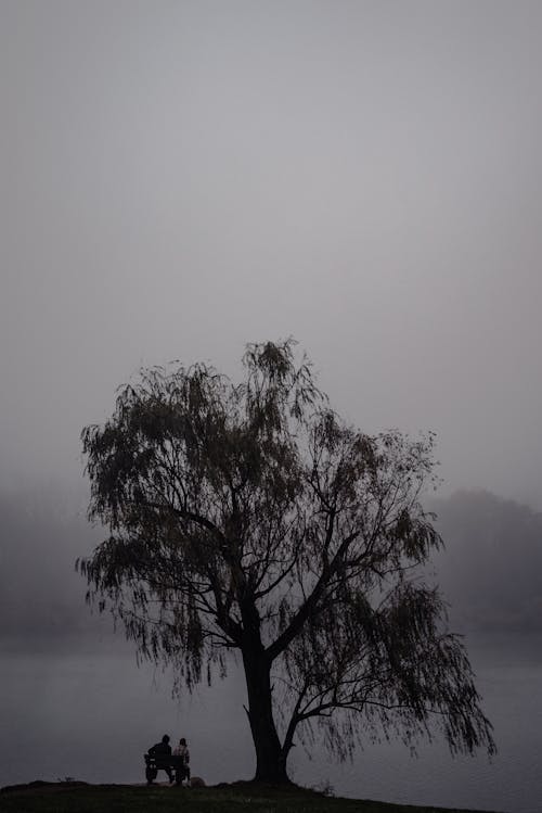Бесплатное стоковое фото с вертикальный выстрел, дерево, монохромный