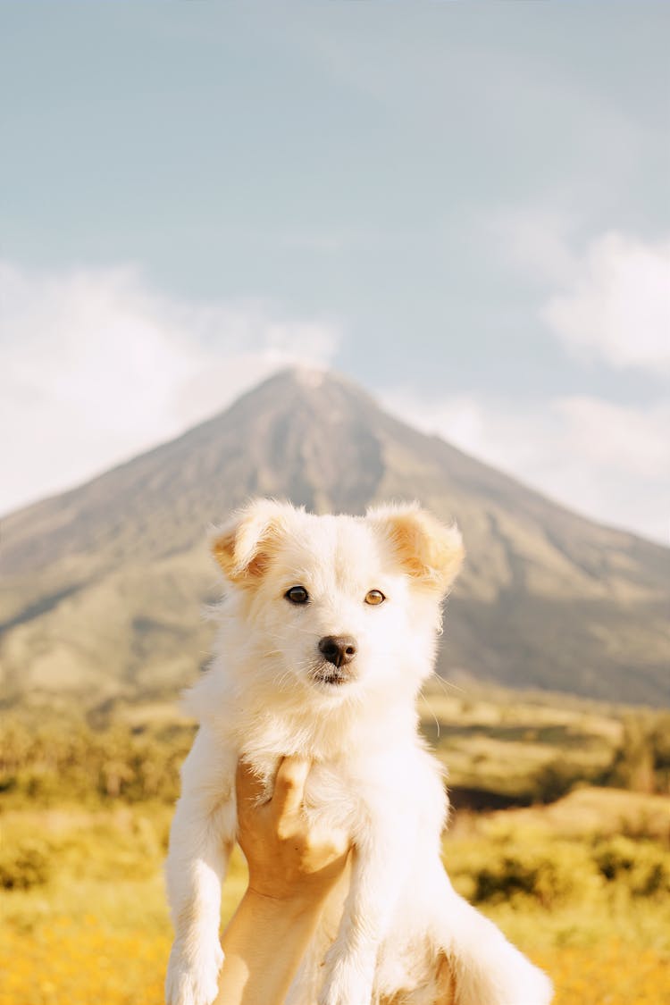 Hands Holding Up White Dog To Camera With Mountain In Background