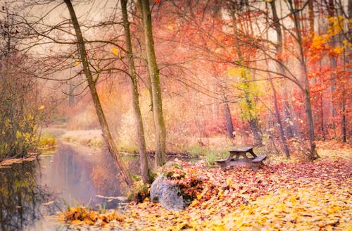 Kostnadsfri bild av apelsinblad, bänk, falla