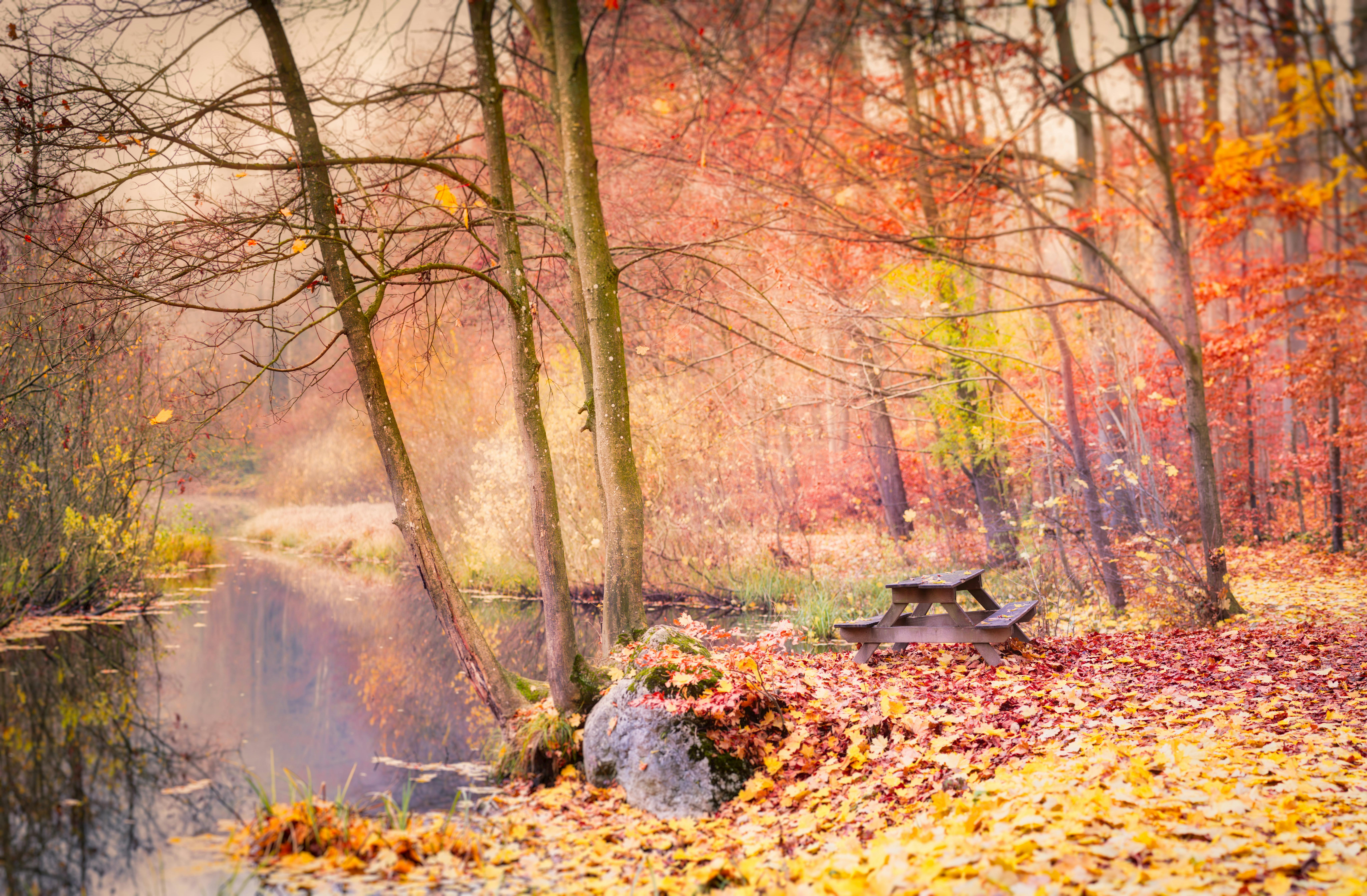Bench in a Park in Fall · Free Stock Photo