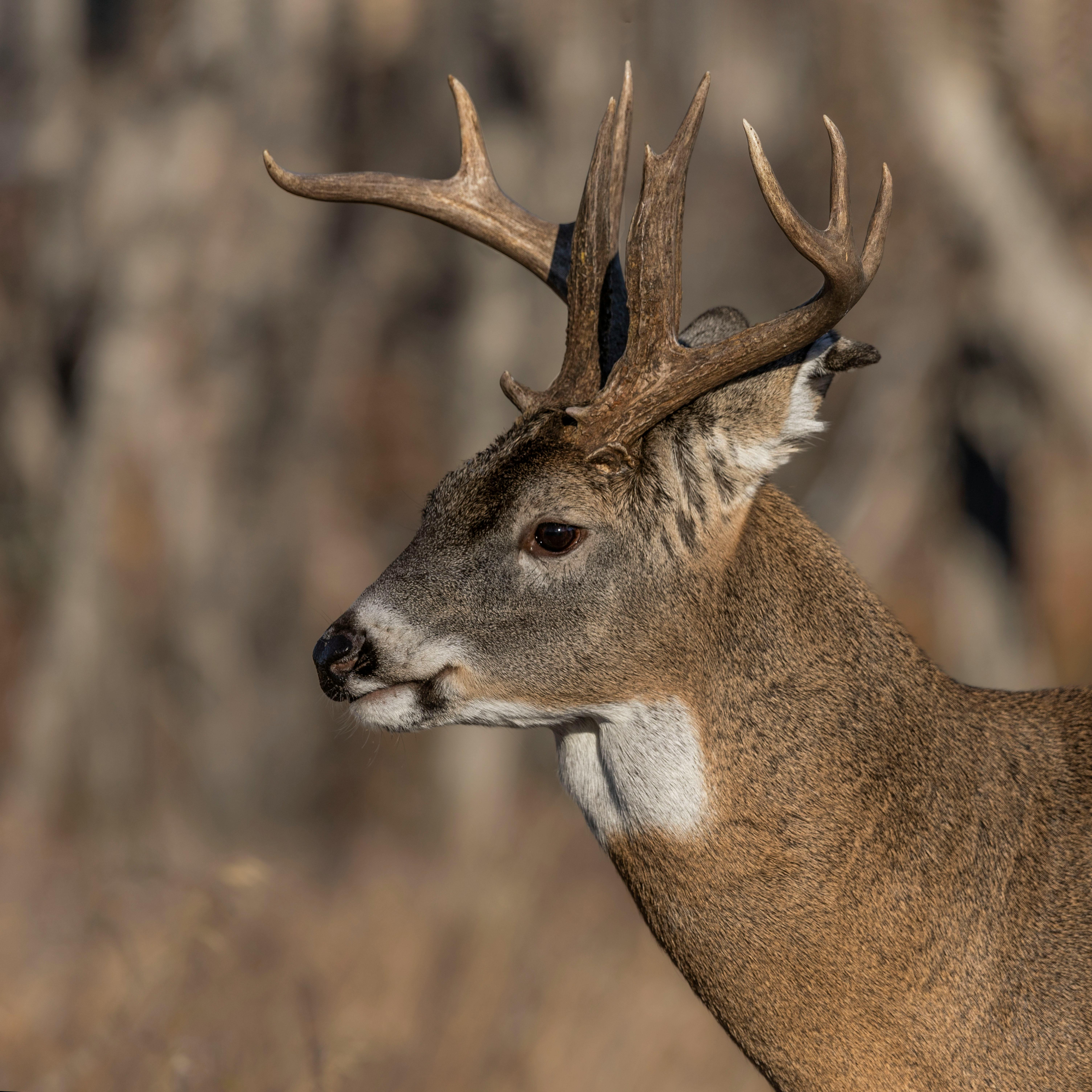 grátis Foto profissional grátis de 3x4. foto 3x4, América do Norte, animais selvagens Foto profissional