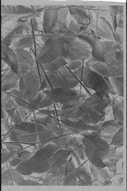 Elegant black and white leaf pattern suitable for mobile wallpaper or nature-themed decor.