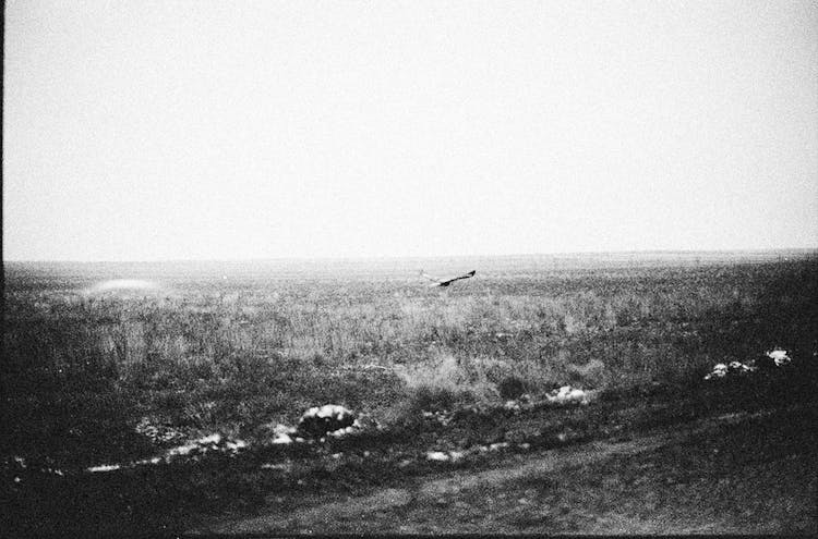 Bird Flying Over Field In Black And White