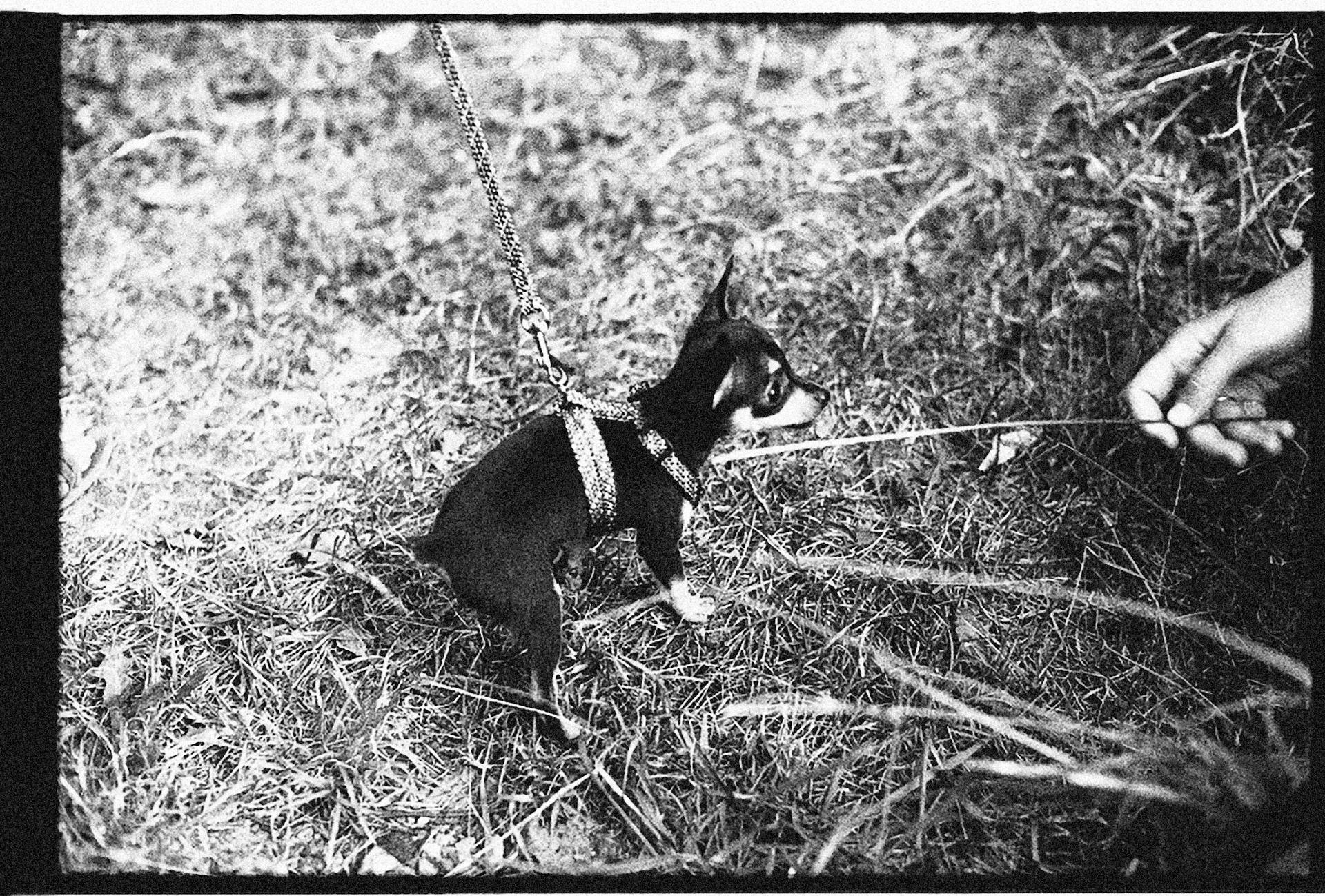 Puppy on a Leash