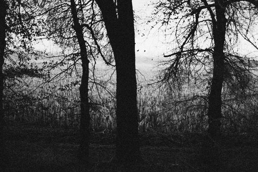 A black and white image showcasing tree silhouettes against a misty background.