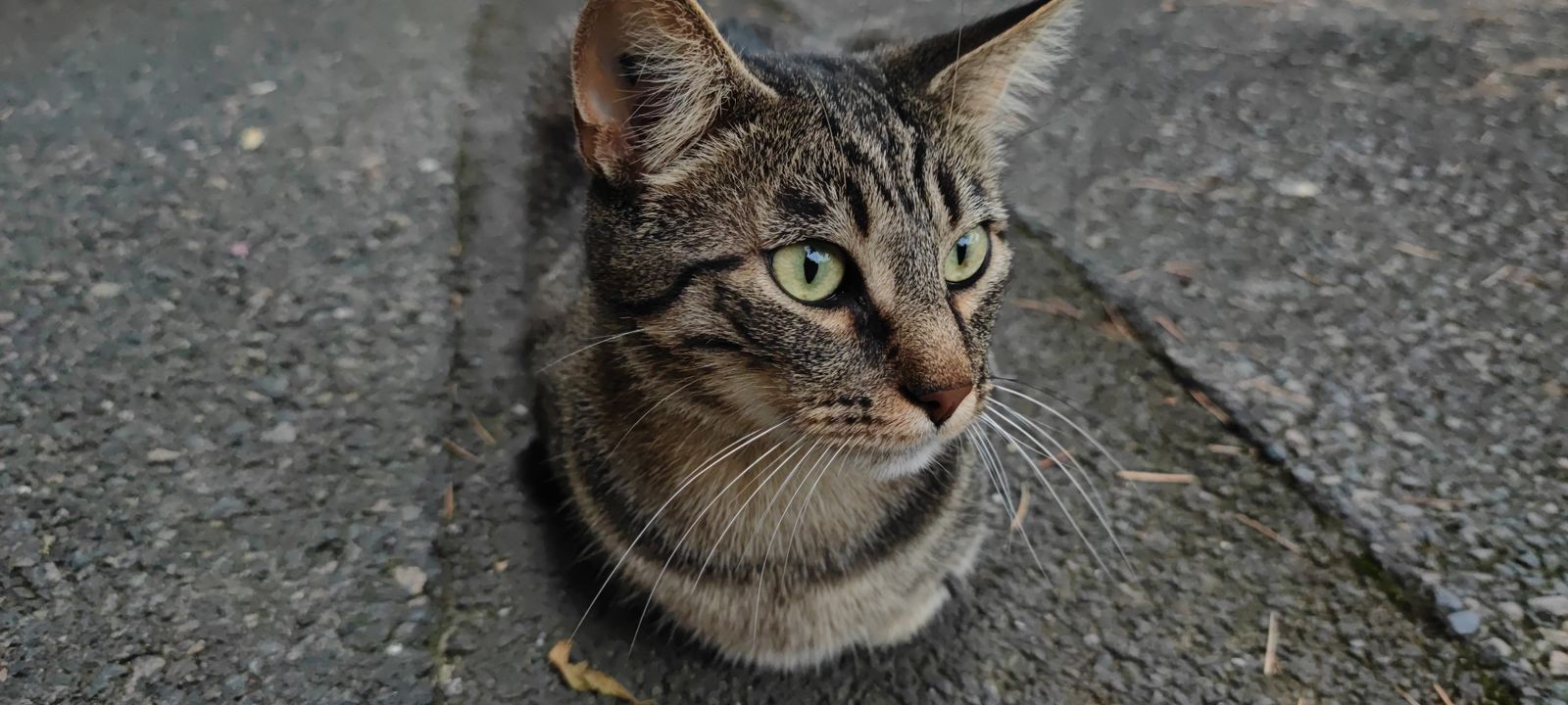 Chat tigré aux yeux verts assis sur l'asphalte