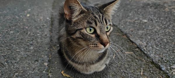 Chat tigré aux yeux verts assis sur l'asphalte