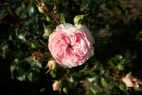 無料 フローラ, ローズ, 咲くの無料の写真素材 写真素材