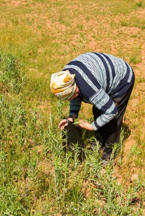 Free An elderly woman tends to plants in a rural field, showcasing traditional agriculture. Stock Photo