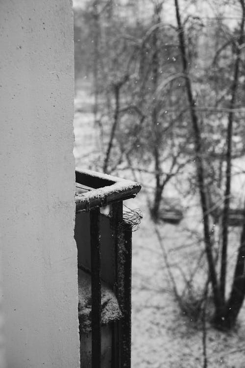 Darmowe zdjęcie z galerii z betonowa ściana, czarno-biały, drzewa
