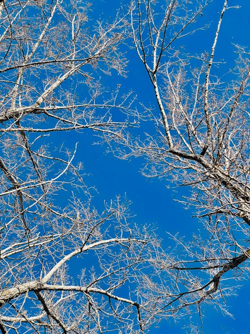 Kostenloses Stock Foto zu entlaubten bäumen, kahlen bäumen, low-angle-shot