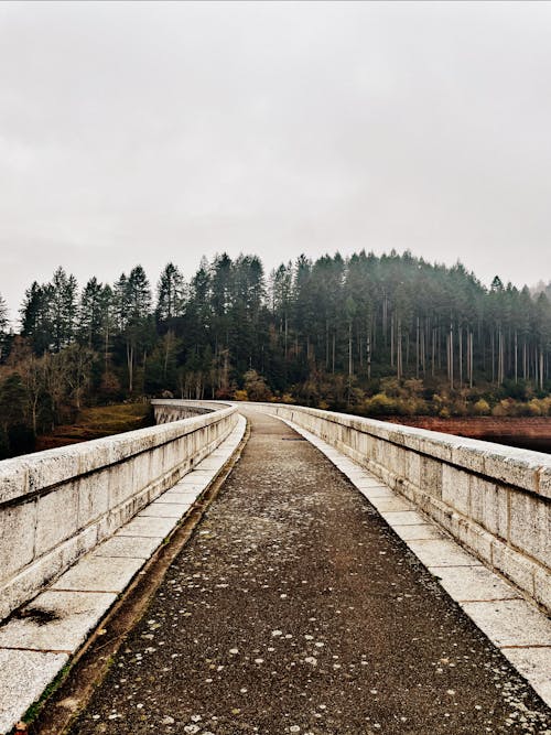 Foto d'estoc gratuïta de passarel·la, pins, pont de formigó
