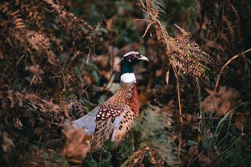 Gratuit Imagine de stoc gratuită din animal, aviar, fazan cu gât inelar Fotografie de stoc