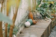 Photography of Pitchers