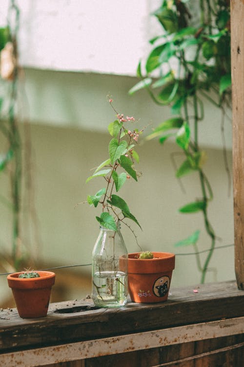 Kostenloses Stock Foto zu glasflasche, nahansicht, pflanze