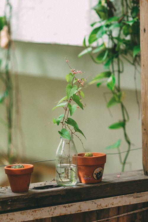 Free A peaceful indoor scene featuring a glass bottle and potted plants on a wooden surface. Stock Photo