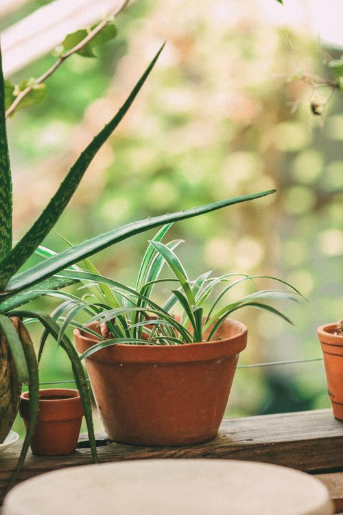 Free A tranquil scene of potted indoor plants with natural light and green blurred background. Stock Photo