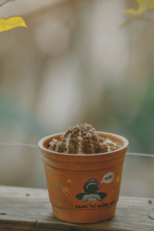 Cactus in a Pot