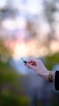 A delicate hand holding a daisy against a beautifully blurred bokeh background, showcasing nature and simplicity.