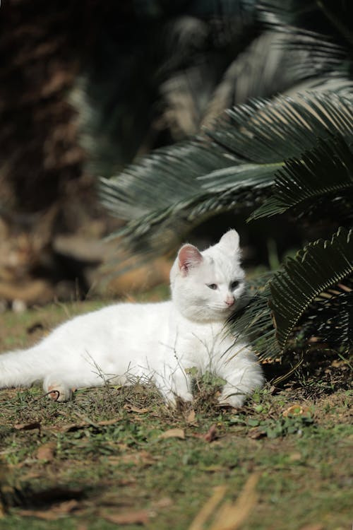 Free A White Cat Lying on the Grass Stock Photo
