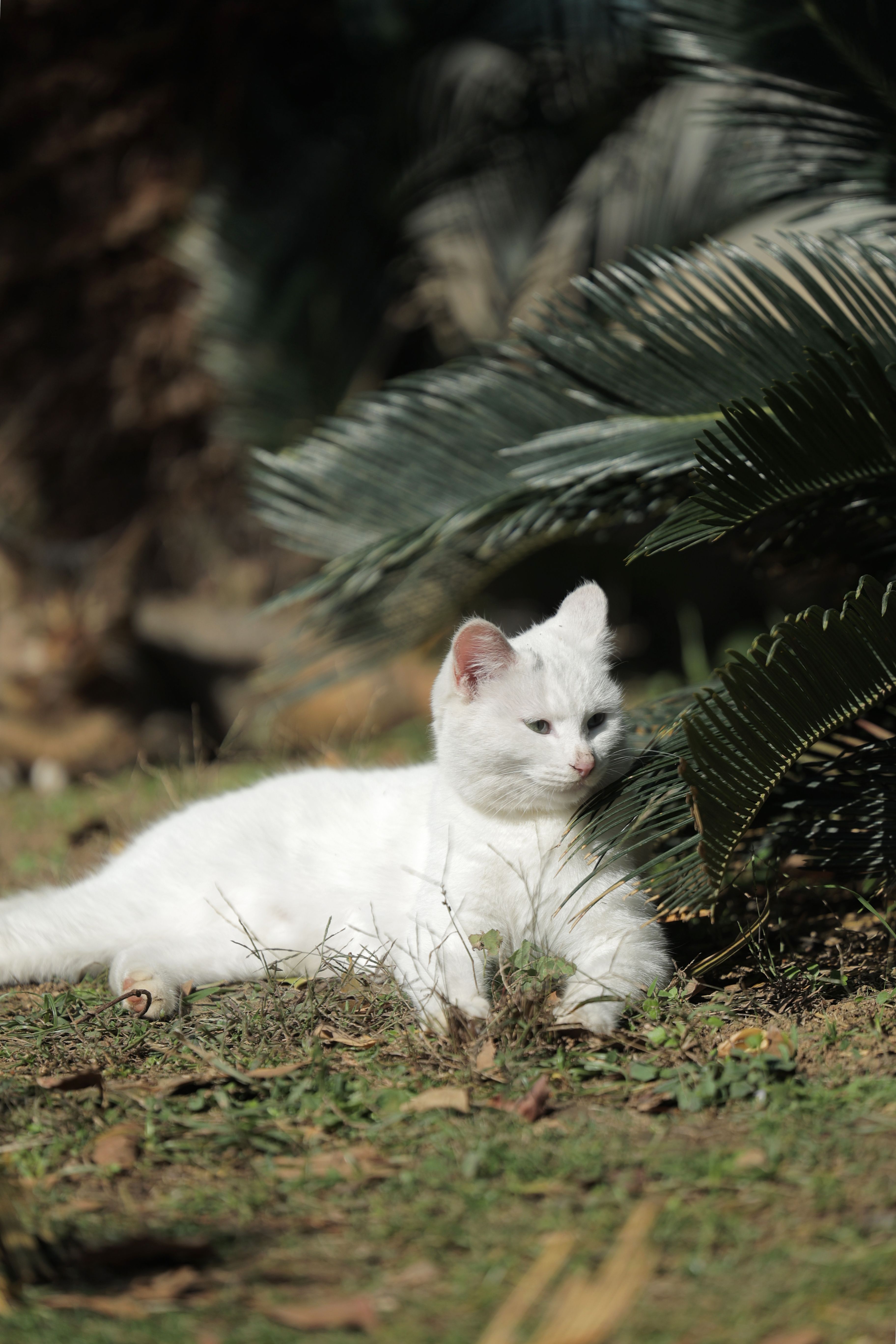 A Cute White Cat Lying Down · Free Stock Photo