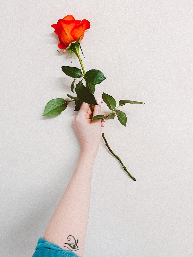 Hand With Tattoo Holding Red Rose Flower