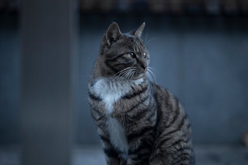Free Close-Up Shot of a Tabby Cat Sitting Stock Photo