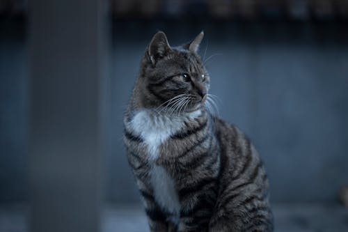 Close-Up Shot of a Tabby Cat Sitting