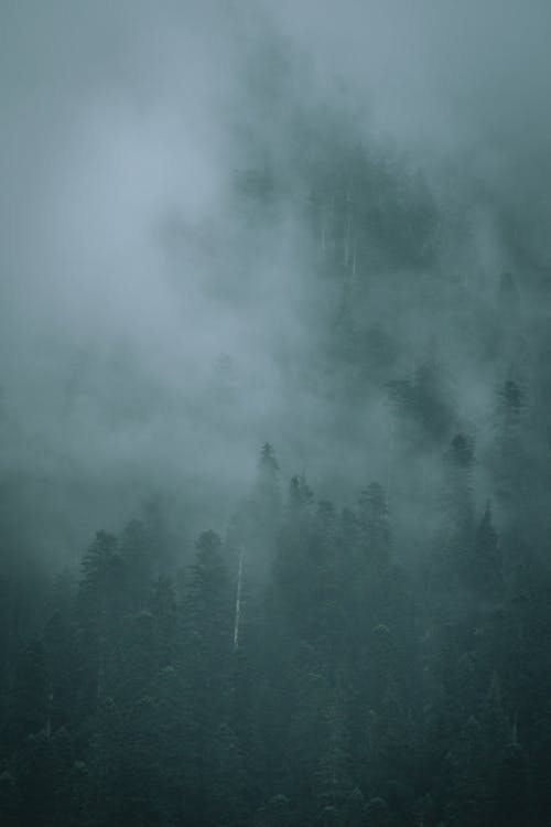 Trees Covered with Fog