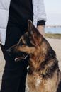 Person in Black Jacket and Gray Pants Standing Beside German Shepherd