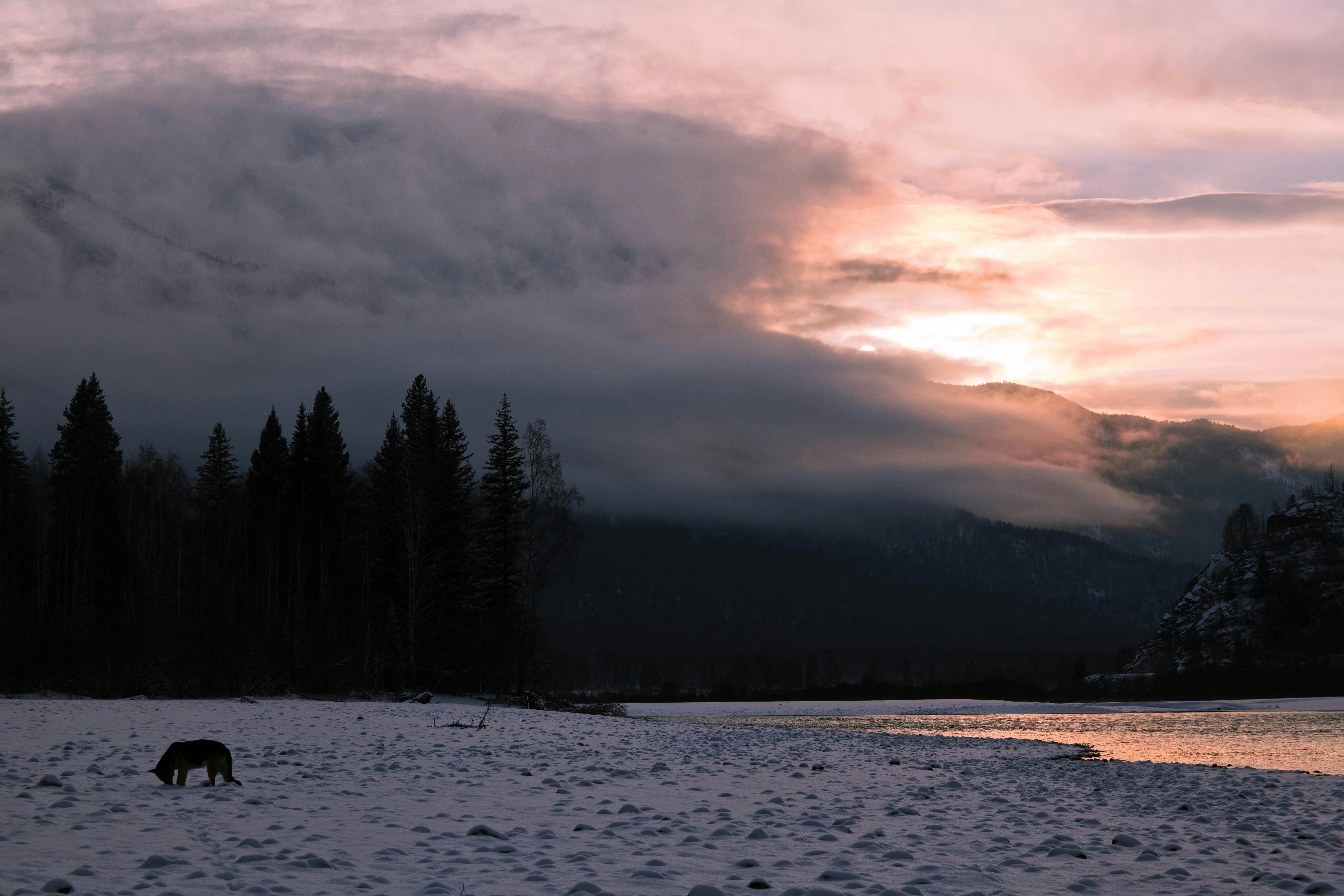«Ертіс орманында» фототұзақтар жабайы жануарларды көрсетті