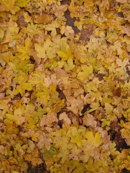 golden fallen leaves autumn