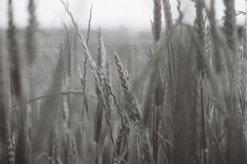 Grayscale Photo of Wheat Grass