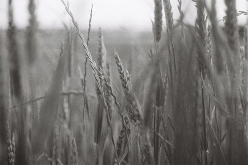 Free Black and white close-up of wheat in a rural field in Villegats, Normandy, France. Stock Photo