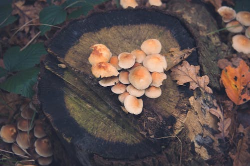 A Group of Beige Mushrooms Growing on a Tree Stump
