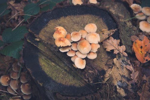 Fotobanka s bezplatnými fotkami na tému čiapka, divý, hríb