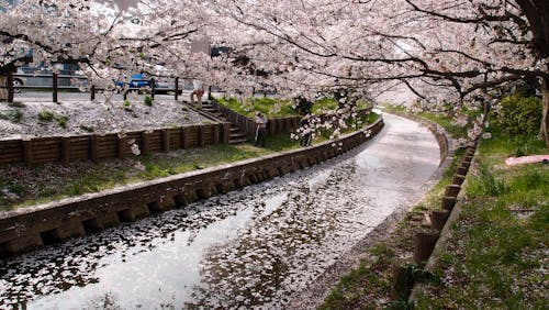 Drainage Entre Les Cerisiers En Fleurs Pendant La Journée