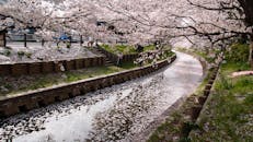 宁静的运河上，樱花盛开的春天景色一片宁静